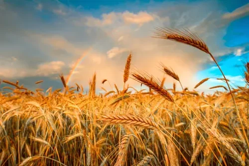 barley field