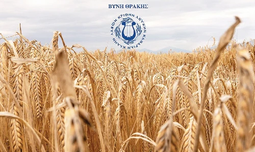 vergina barley