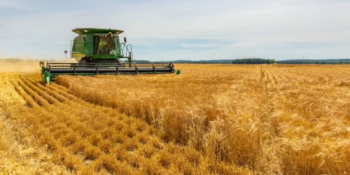 barley field
