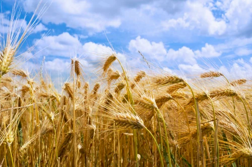 barley field